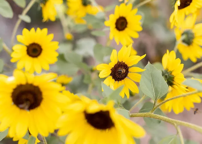 Rural La Zarza By Sunkeyrents וילה Fasnia