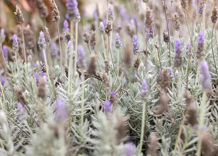 Rural La Zarza By Sunkeyrents * Fasnia